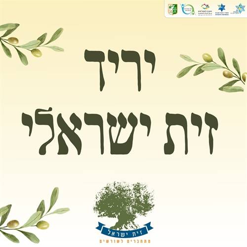 הפנינג זית ישראלי